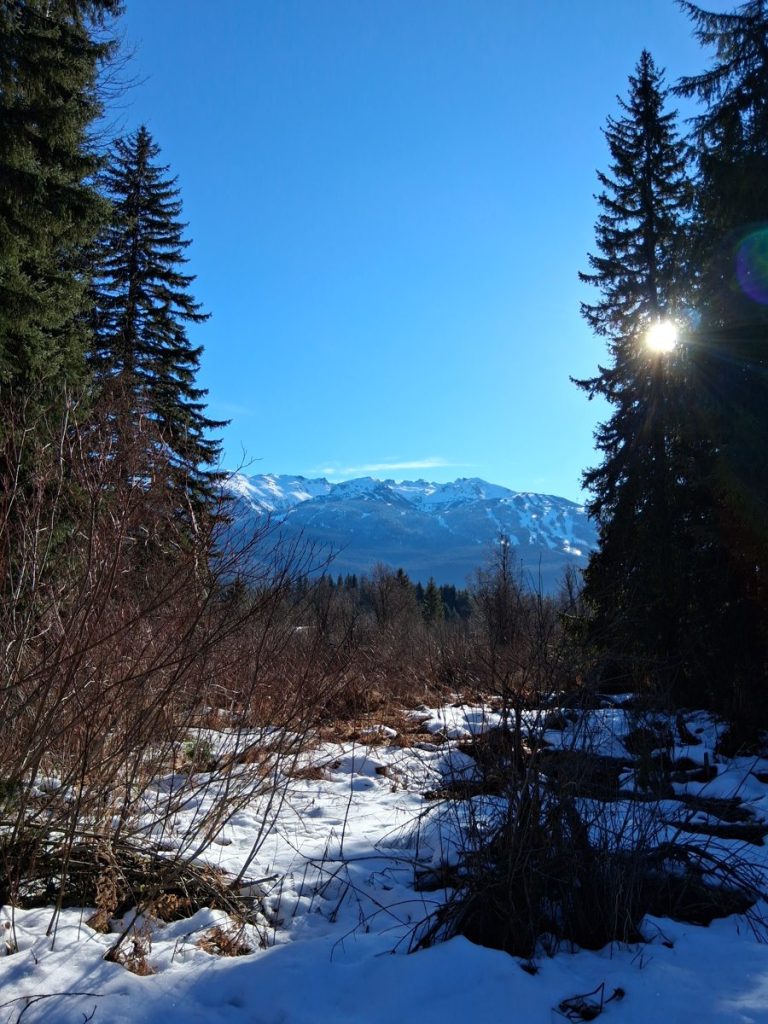 Mountains seen between trees in Whistler