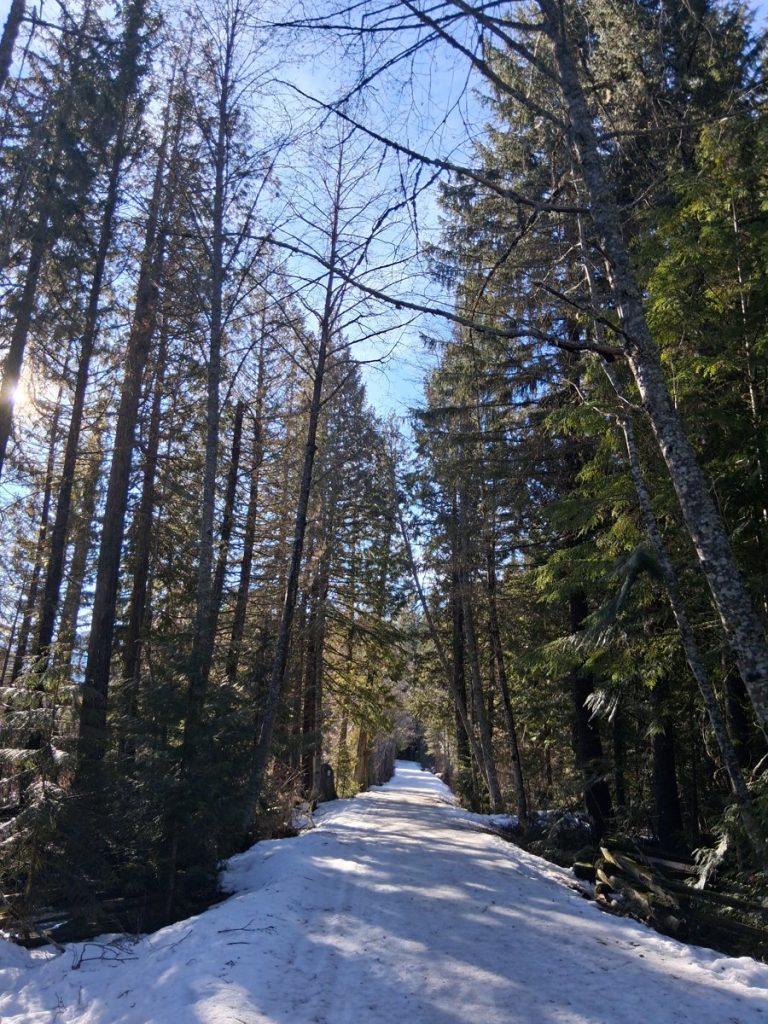 A path between trees in Whistler